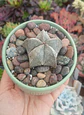 Astrophytum Myriostigma - Miniatura 2