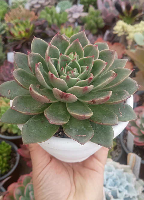 Echeveria Rudolph 