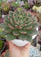 Echeveria Rudolph  - Miniatura 1