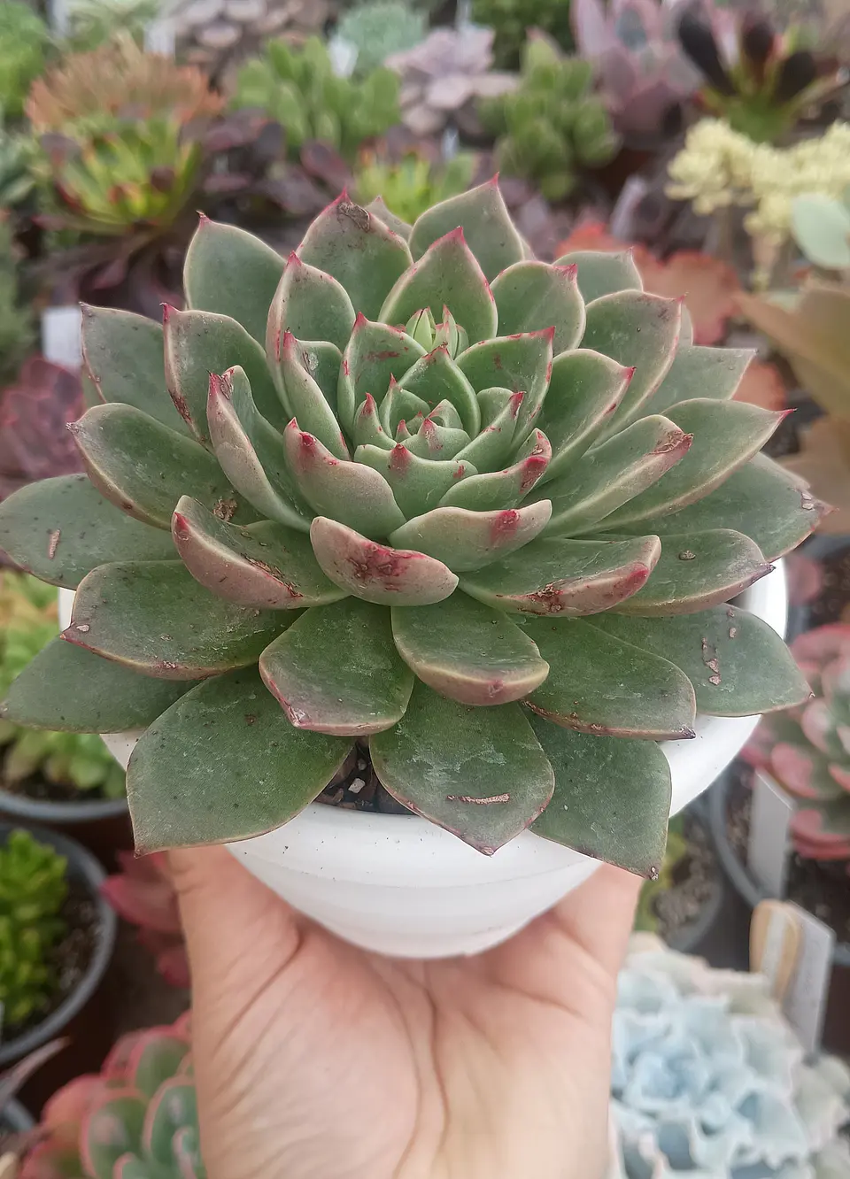 Echeveria Rudolph  1