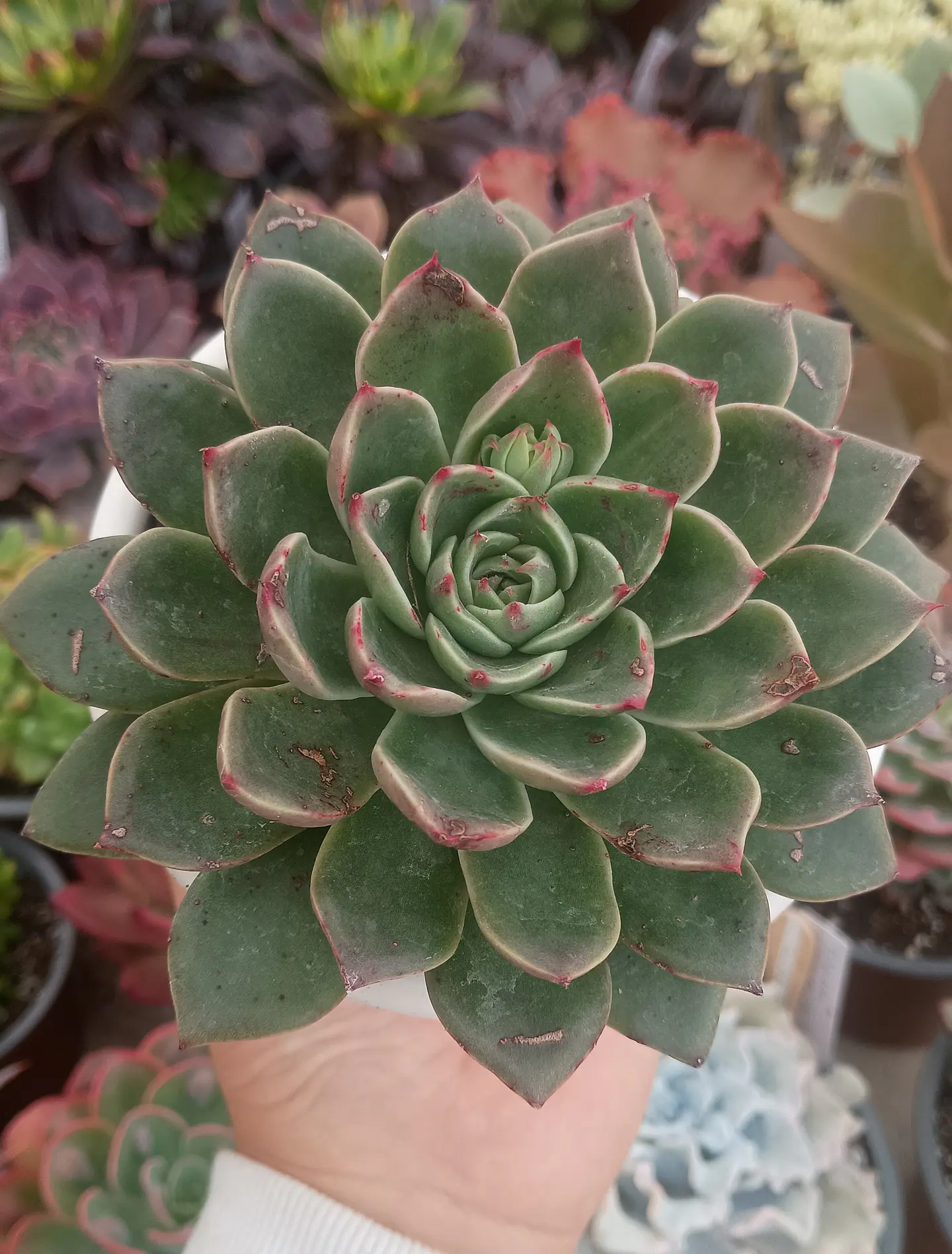 Echeveria Rudolph  2