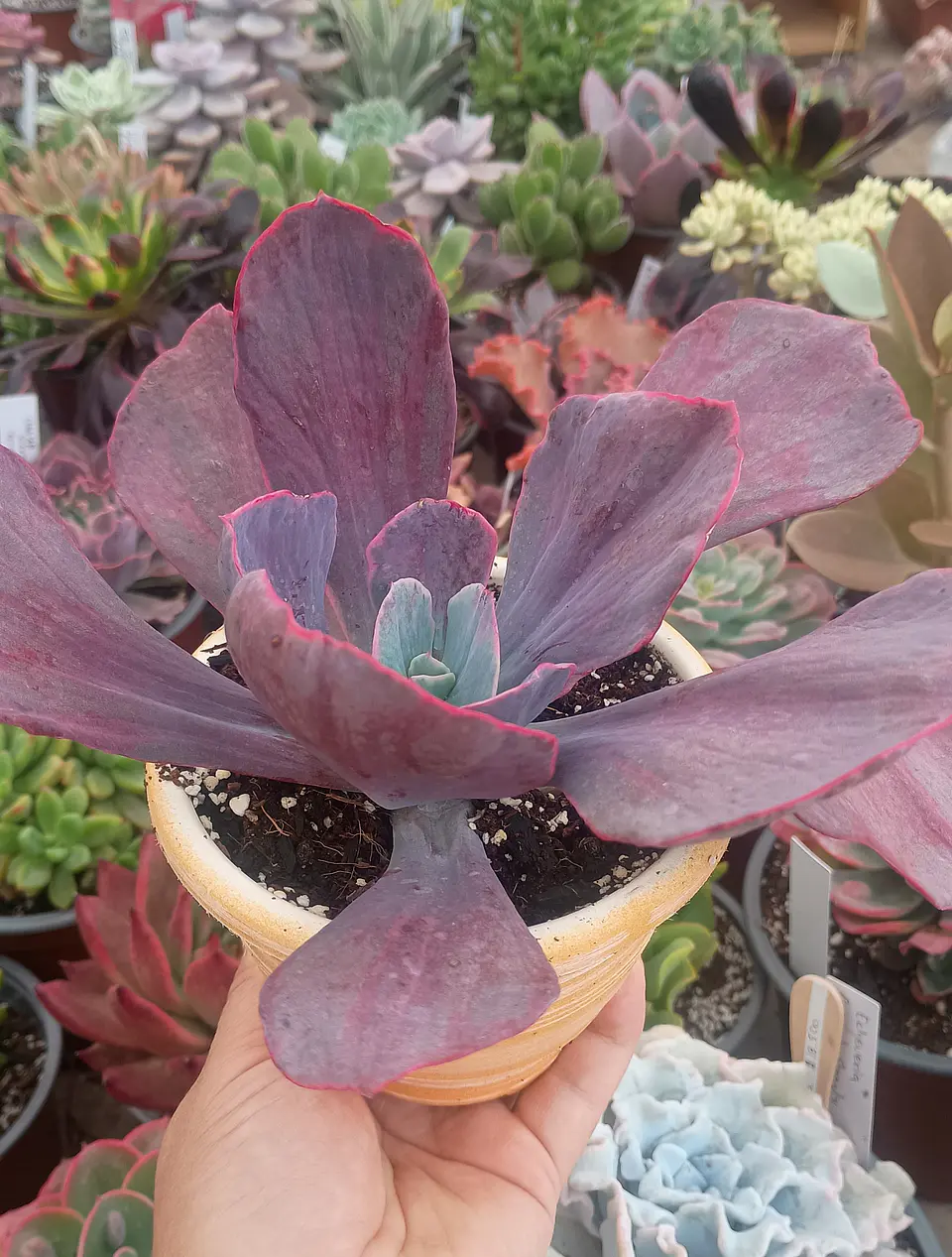 Echeveria dreams and phantasm XL 1