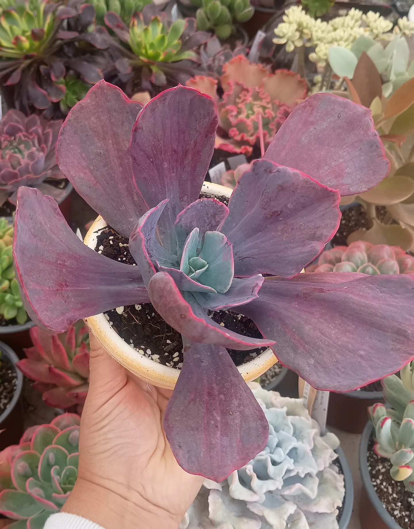 Echeveria dreams and phantasm XL 2
