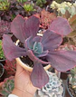 Echeveria dreams and phantasm XL - Miniatura 2