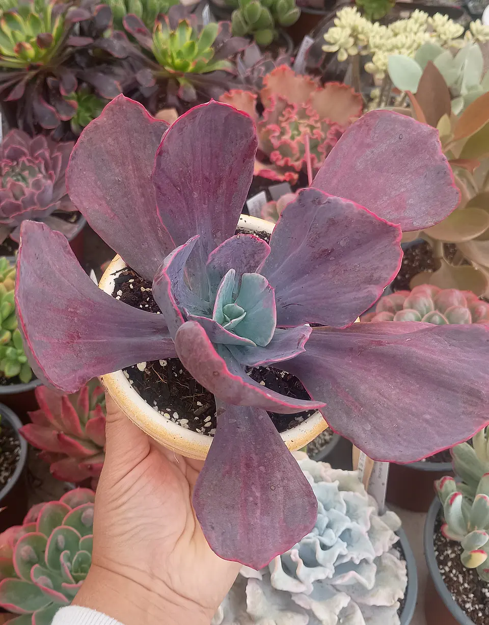 Echeveria dreams and phantasm XL 2