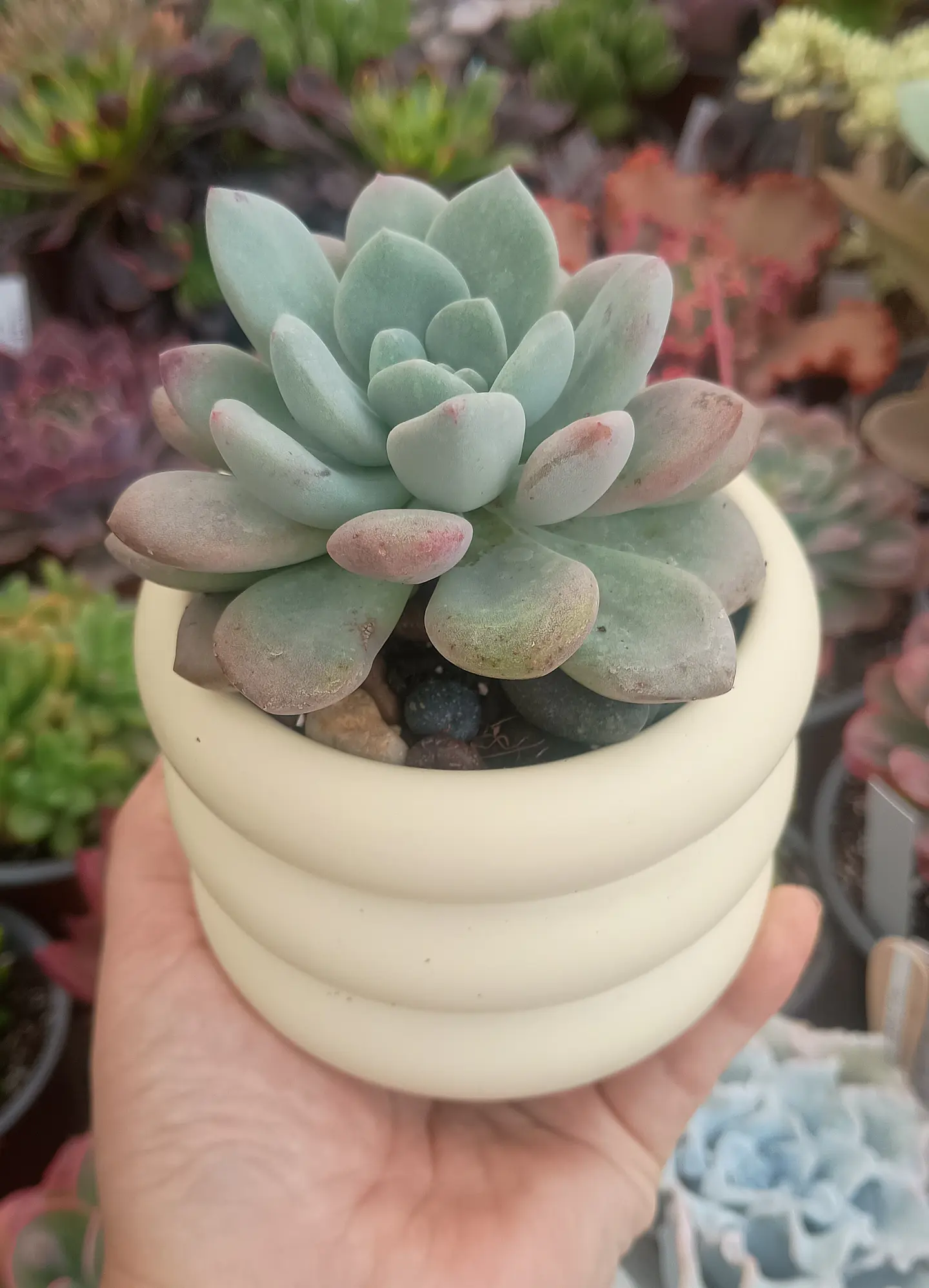 Echeveria Chloe 1
