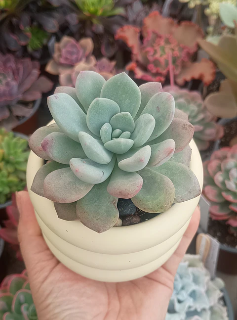 Echeveria Chloe