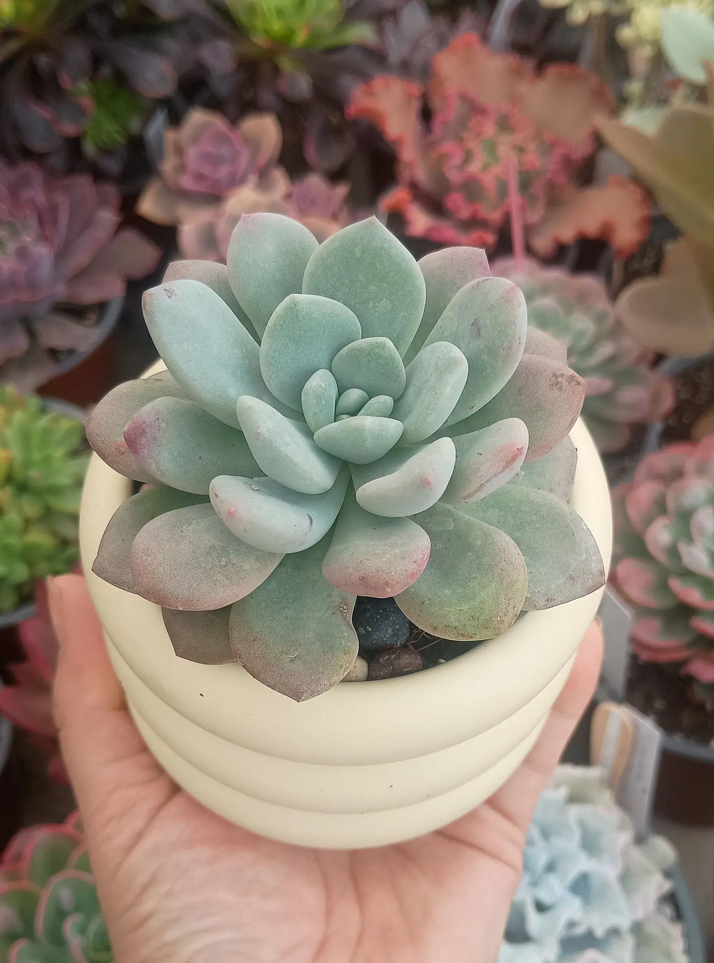 Echeveria Chloe 2