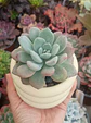 Echeveria Chloe - Miniatura 2