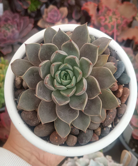 Echeveria Román