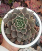 Echeveria Román - Miniatura 1
