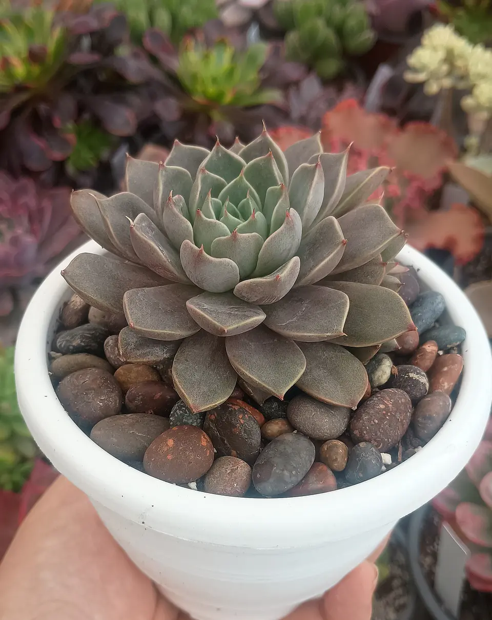 Echeveria Román 2