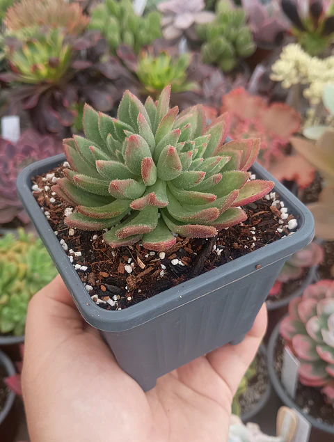 Echeveria Frida Khalo