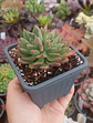 Echeveria Frida Khalo - Miniatura 1