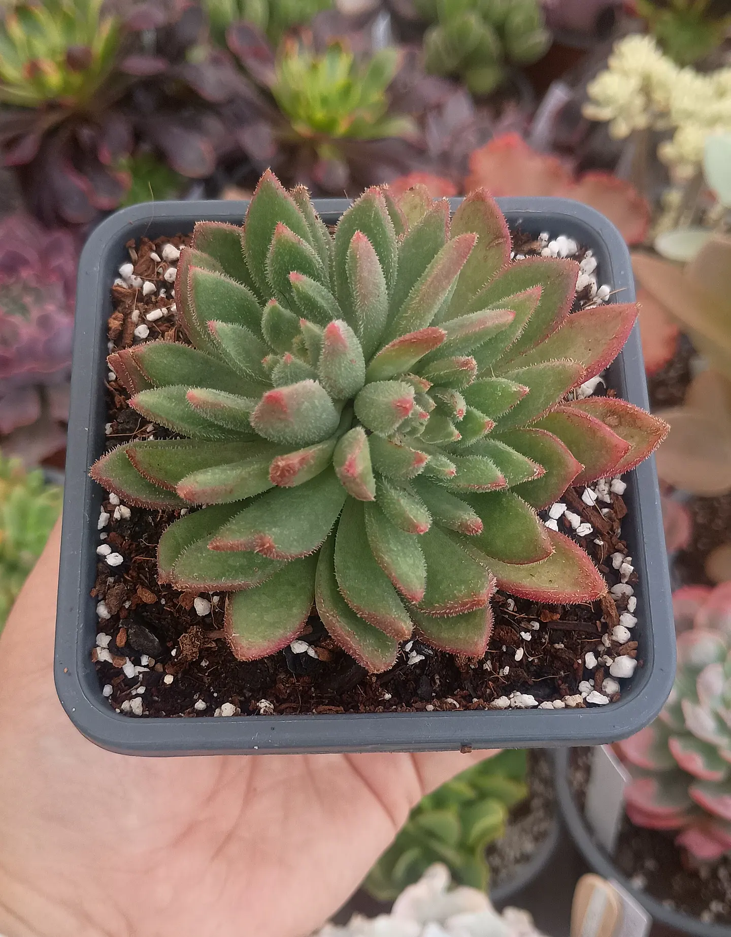 Echeveria Frida Khalo 2