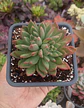 Echeveria Frida Khalo - Miniatura 2
