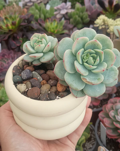 Sedeveria Pudgy