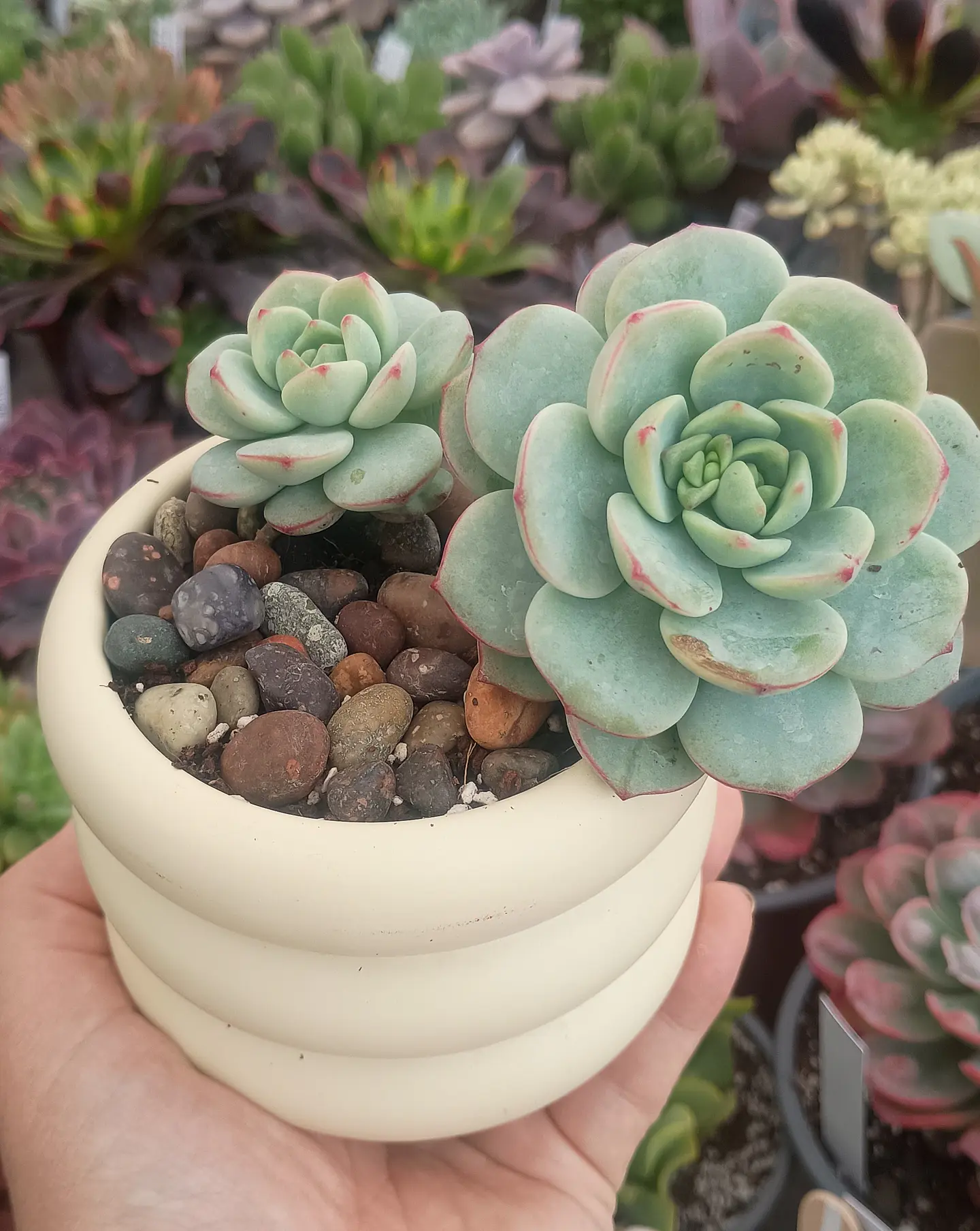 Sedeveria Pudgy 1