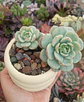 Sedeveria Pudgy - Miniatura 2