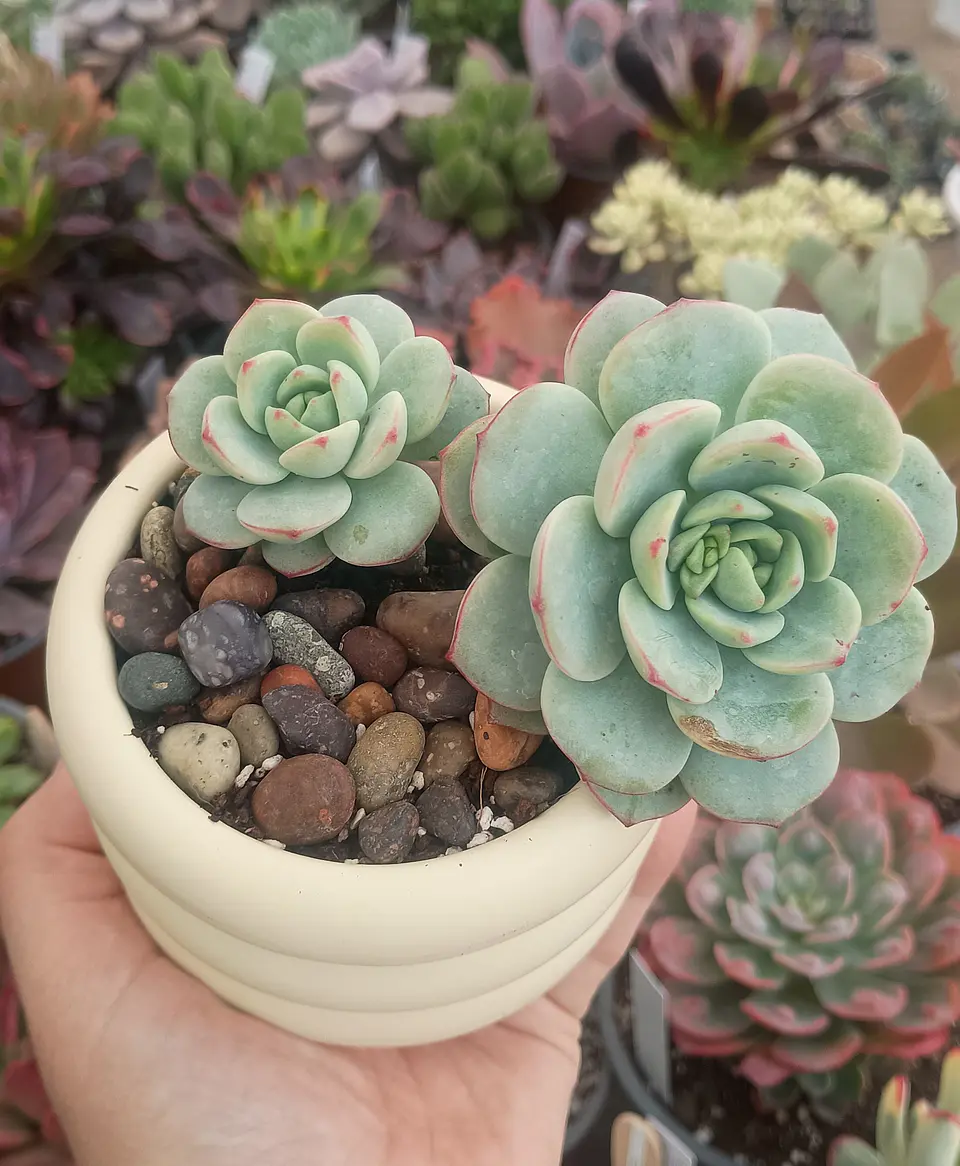 Sedeveria Pudgy 2