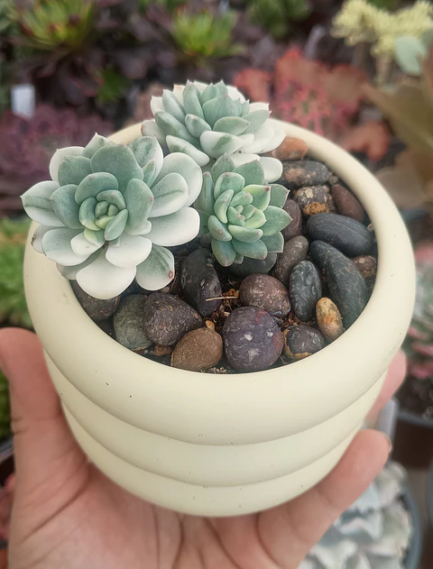 Colonia Echeveria Tinkerbell Variegada