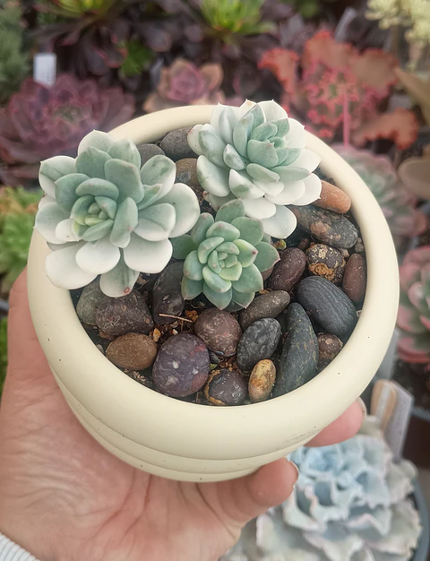 Colonia Echeveria Tinkerbell Variegada
