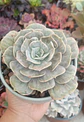 Echeveria Marble - Miniatura 1