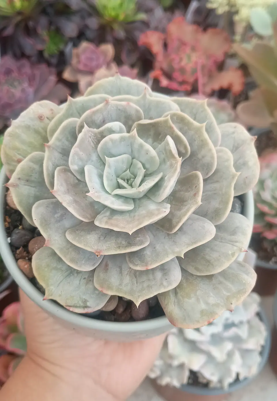 Echeveria Marble 1