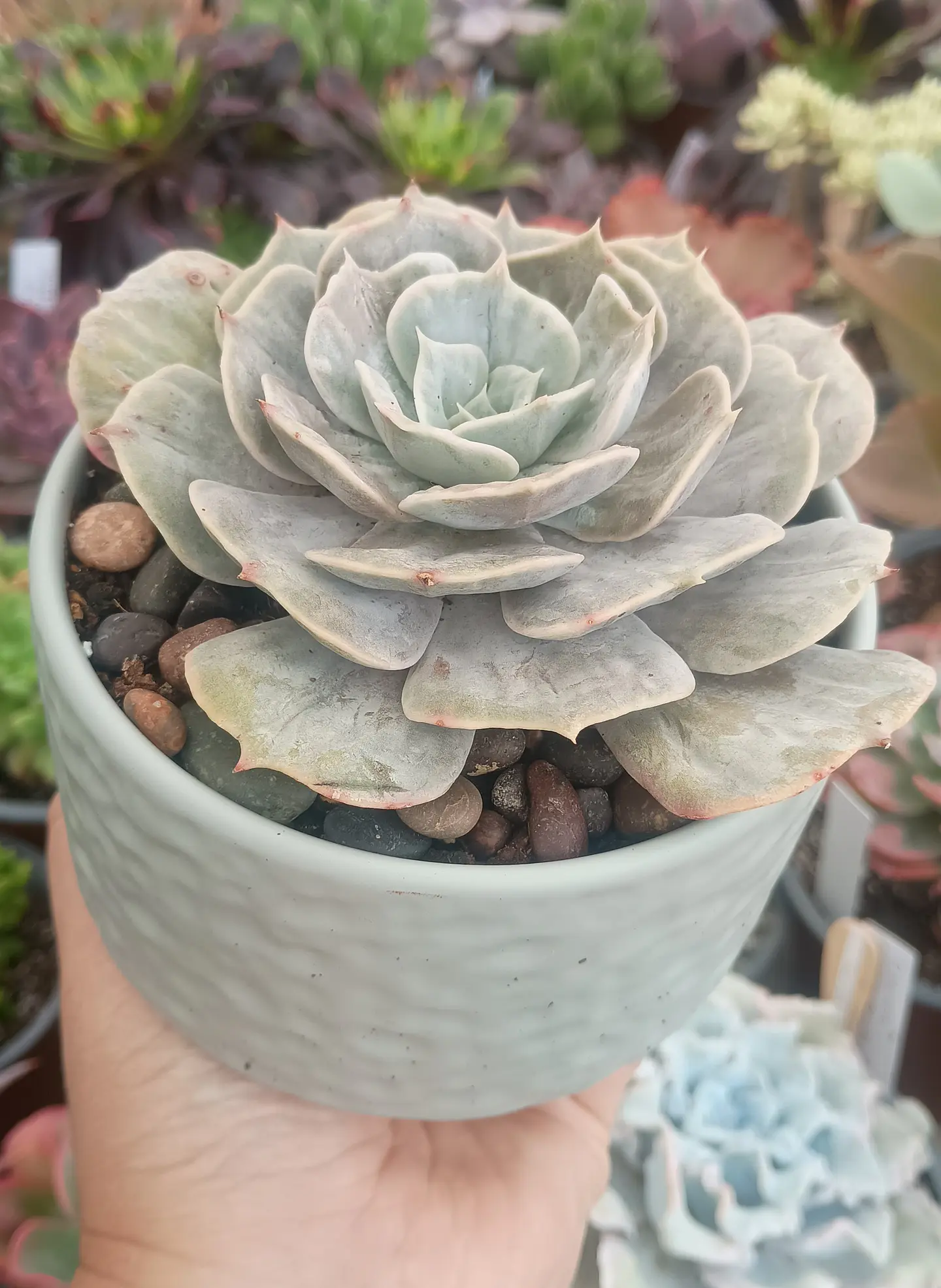 Echeveria Marble 2