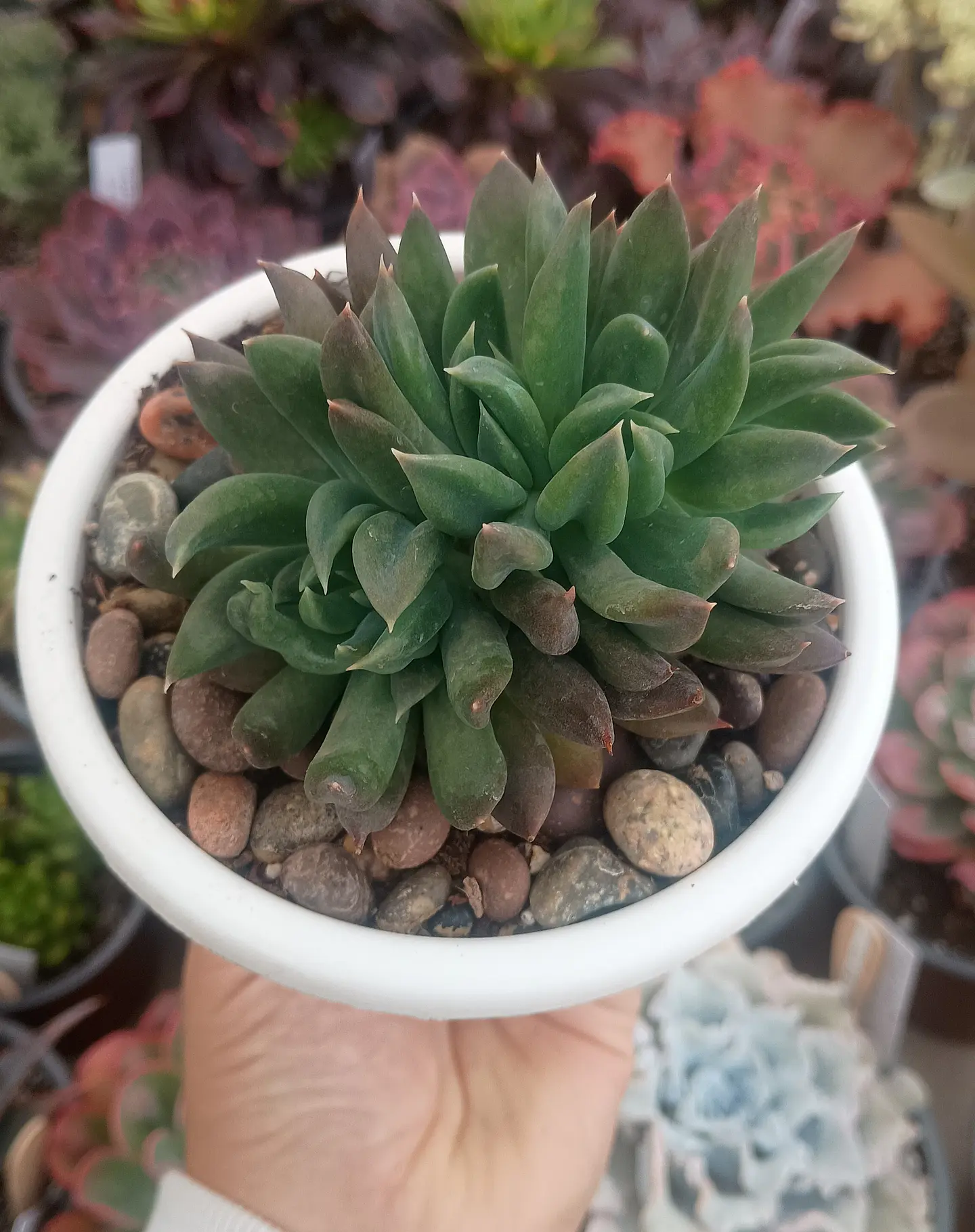 Echeveria Rumba 1