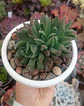 Echeveria Rumba - Miniatura 1