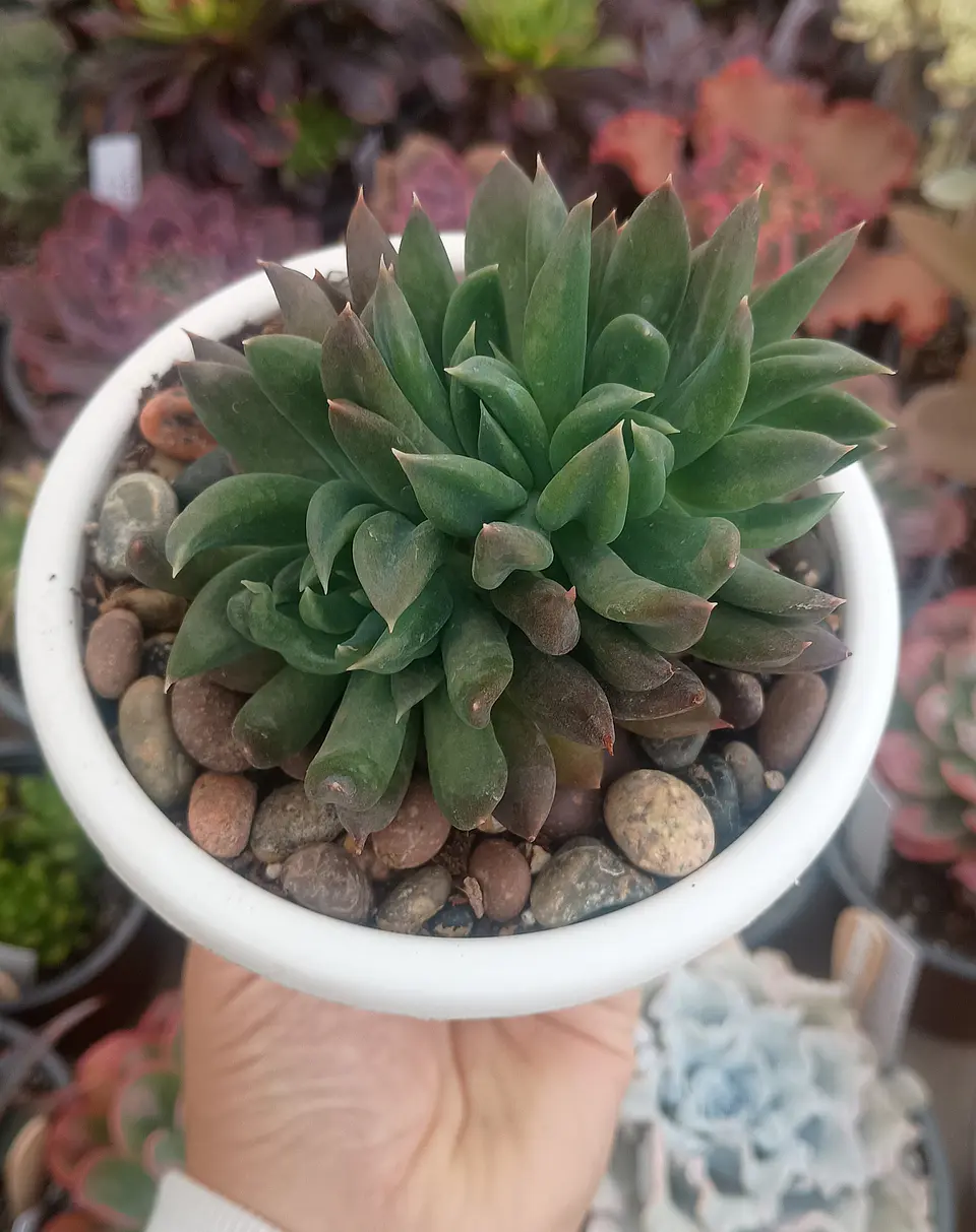 Echeveria Rumba 1