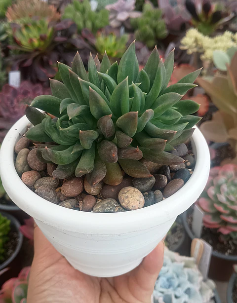 Echeveria Rumba