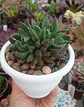 Echeveria Rumba - Miniatura 2