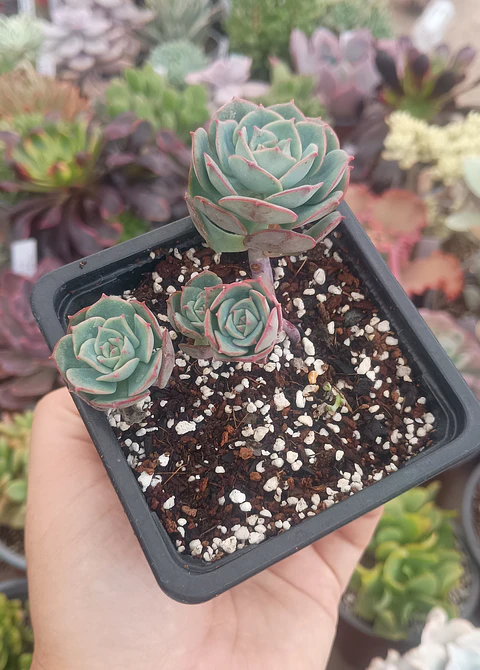 Echeveria Gloria