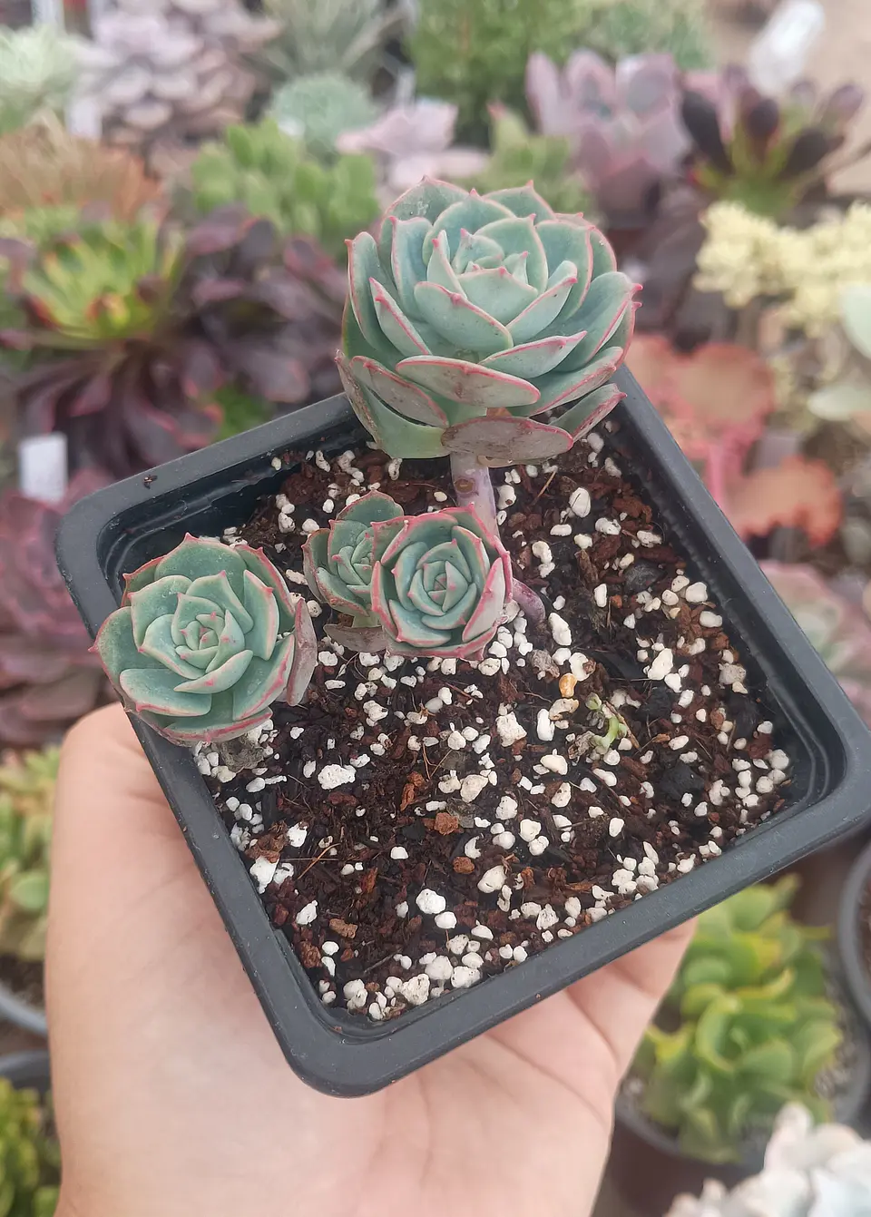 Echeveria Gloria 1
