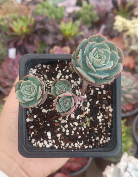 Echeveria Gloria