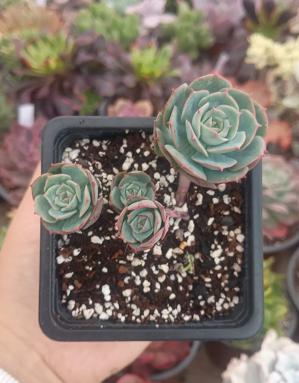 Echeveria Gloria 2