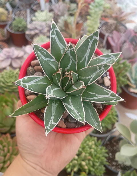 Agave Victoria Reginae