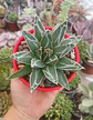 Agave Victoria Reginae - Miniatura 1