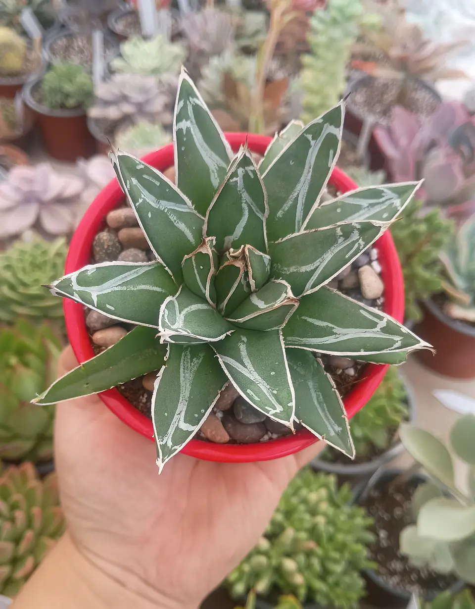 Agave Victoria Reginae 1