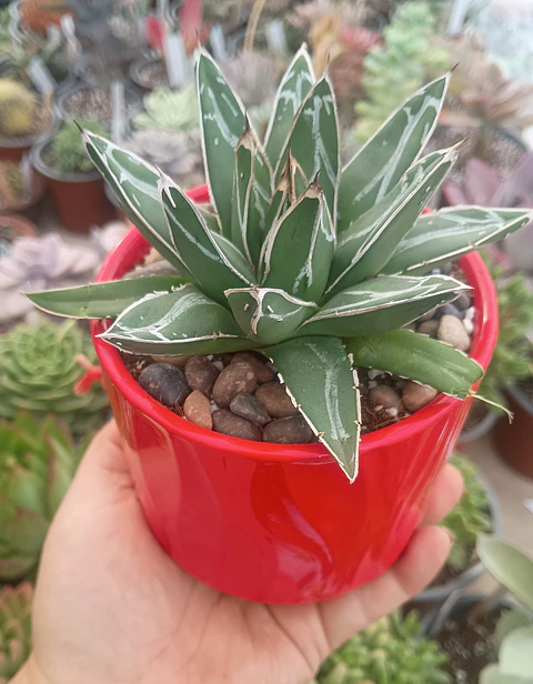 Agave Victoria Reginae