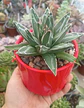 Agave Victoria Reginae - Miniatura 2