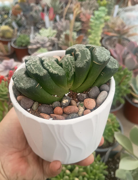Haworthia Truncata
