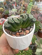 Haworthia Truncata - Miniatura 1