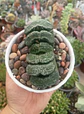 Haworthia Truncata - Miniatura 2