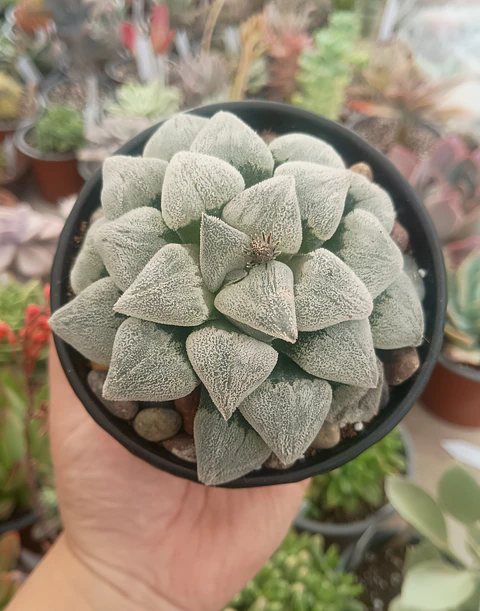 Haworthia pygmea 
