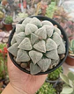 Haworthia pygmea  - Miniatura 1