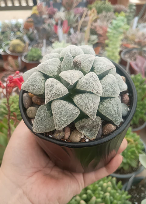 Haworthia pygmea 