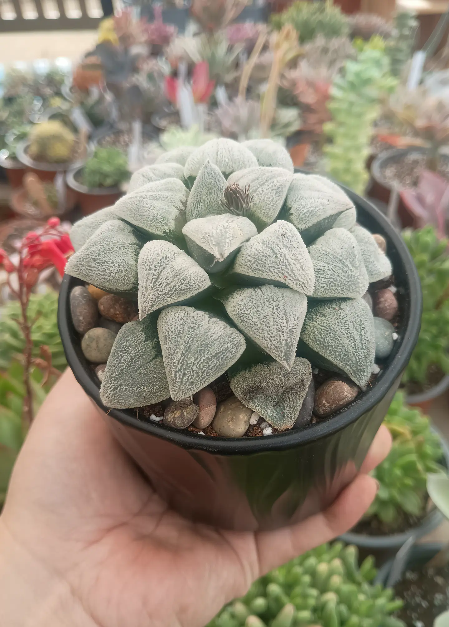 Haworthia pygmea  2